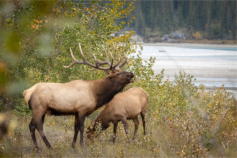 Elk